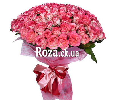 101 rose Jamilia