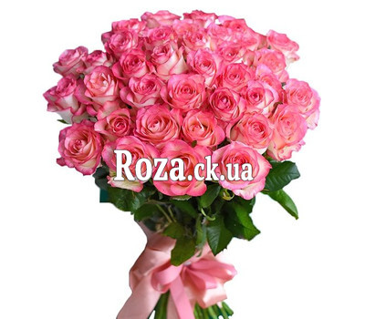 35 roses Jumilia