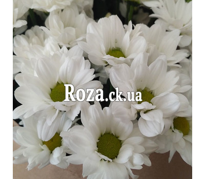 A small bouquet of chrysanthemums 3