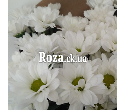 A small bouquet of chrysanthemums 4