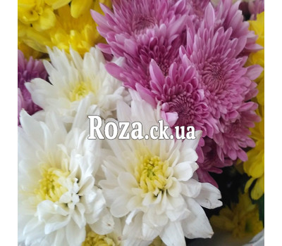 15 multicolored chrysanthemums 10