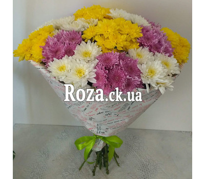 15 multicolored chrysanthemums 7