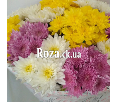 15 multicolored chrysanthemums 8