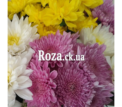 15 multicolored chrysanthemums 9