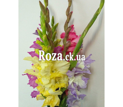 5 gladioluses in a bouquet 2