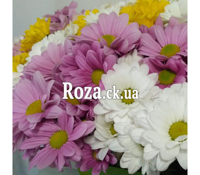 51 multi-colored chrysanthemum 2