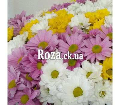 51 multi-colored chrysanthemum 3