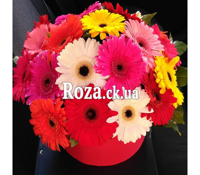 Gerberas in the box 1