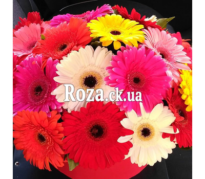 Gerberas in the box 2