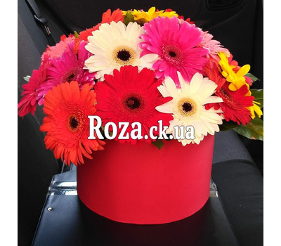 Gerberas in the box 3