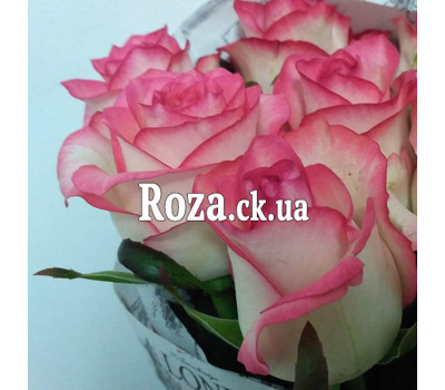 11 roses Jumilia 3