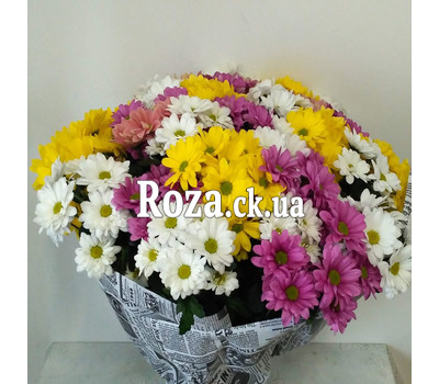 21 multi-colored chrysanthemum 2