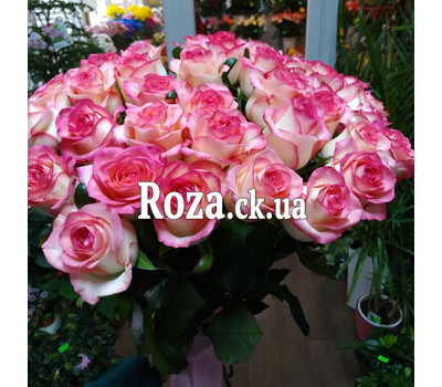 35 roses Jumilia 1