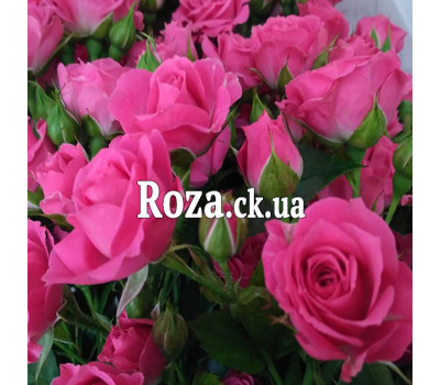 Bouquet of pink rose bush 4