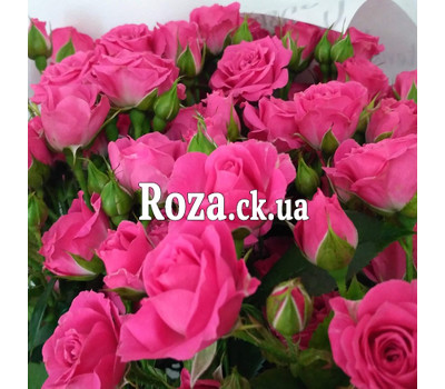 Bouquet of pink rose bush 5