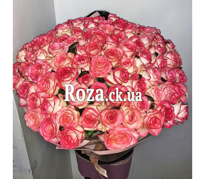 101 rose Jamilia 1