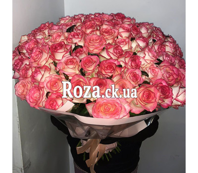 101 rose Jamilia 2