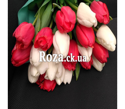 25 white and red tulips 2
