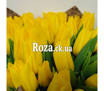 35 yellow tulips 2