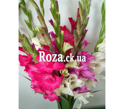 Bouquet from gladiolus 6