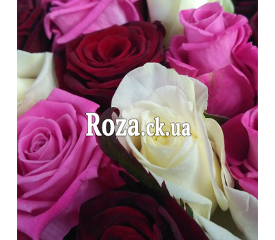 101 red, white and pink rose 4