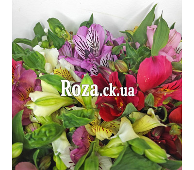 31 alstromeries in bouquet 5