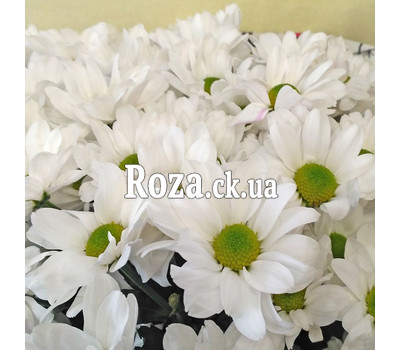 Bouquet of 15 daisy chrysanthemums 3