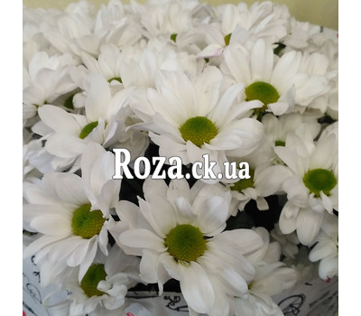 Bouquet of 15 daisy chrysanthemums 4