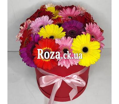 Gerberas in the box 4