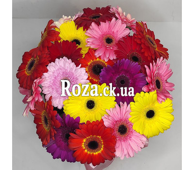 Gerberas in the box 5