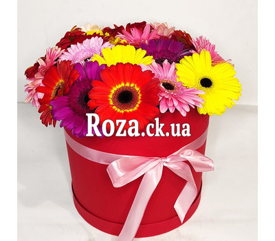 Gerberas in the box 6