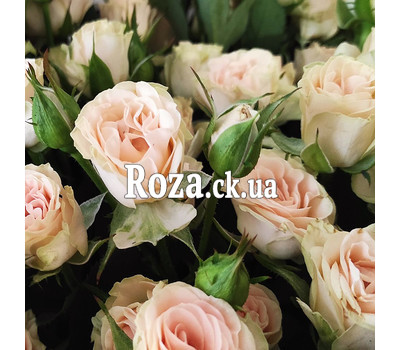 Beautiful bouquet of spray roses 4