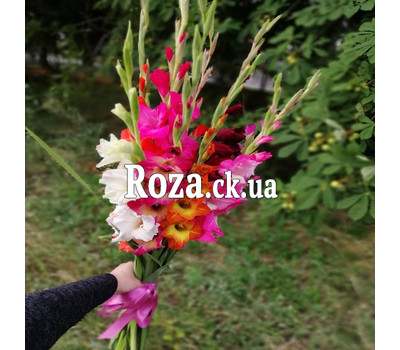Small bouquet gladiolus 1