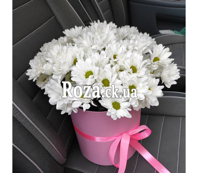 Chamomile chrysanthemums in a box 1