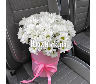 Chamomile chrysanthemums in a box 2