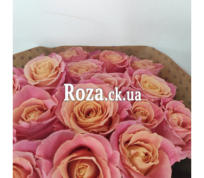 15 peach roses Miss Piggy 12