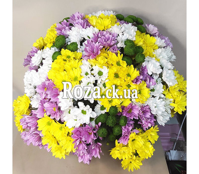 35 spray chrysanthemums 1
