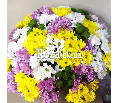 35 spray chrysanthemums 3