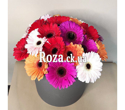 Gerberas in the box 7