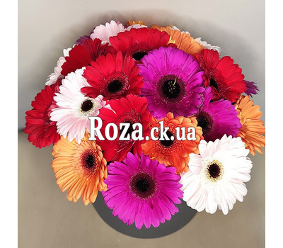 Gerberas in the box 8