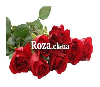 Bouquet of imported roses