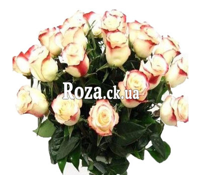 Two-color imported roses