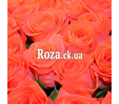 Yellow roses (by the piece)